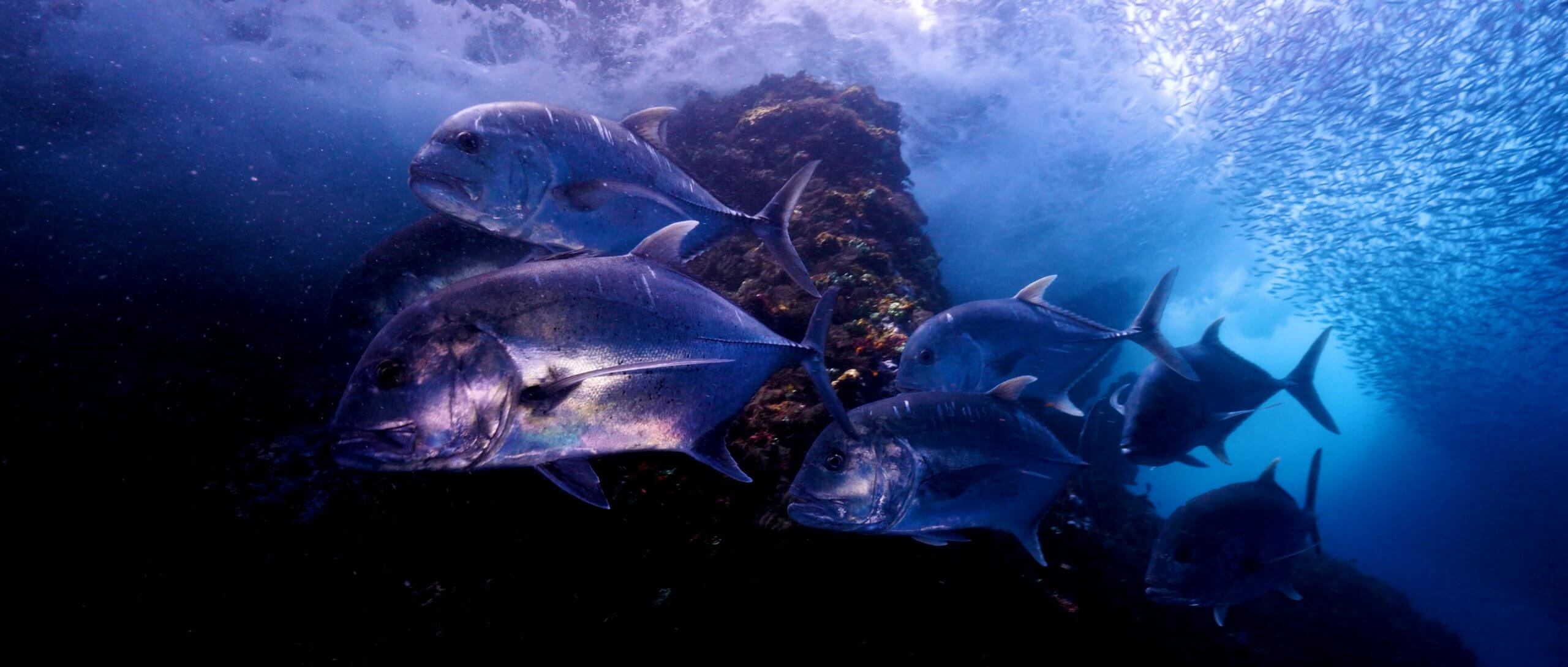 DS_Cut_Final_CS_02-min