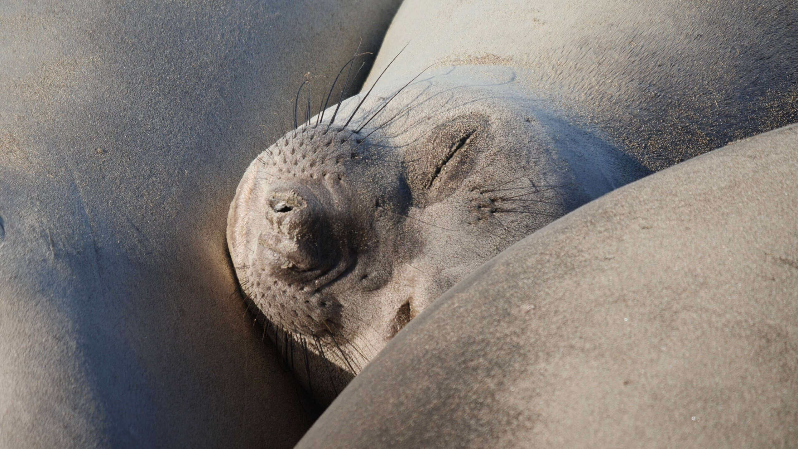 BT_California_Screenshot_1