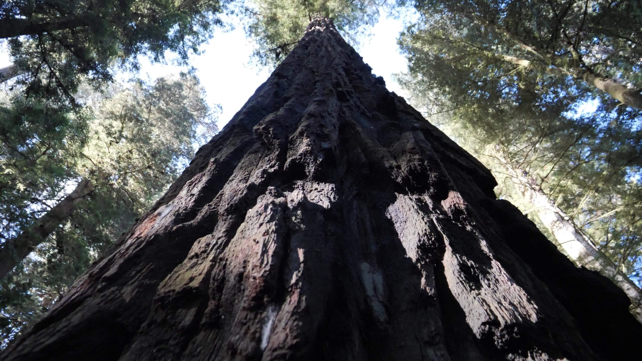 BT_California_Screenshot_10