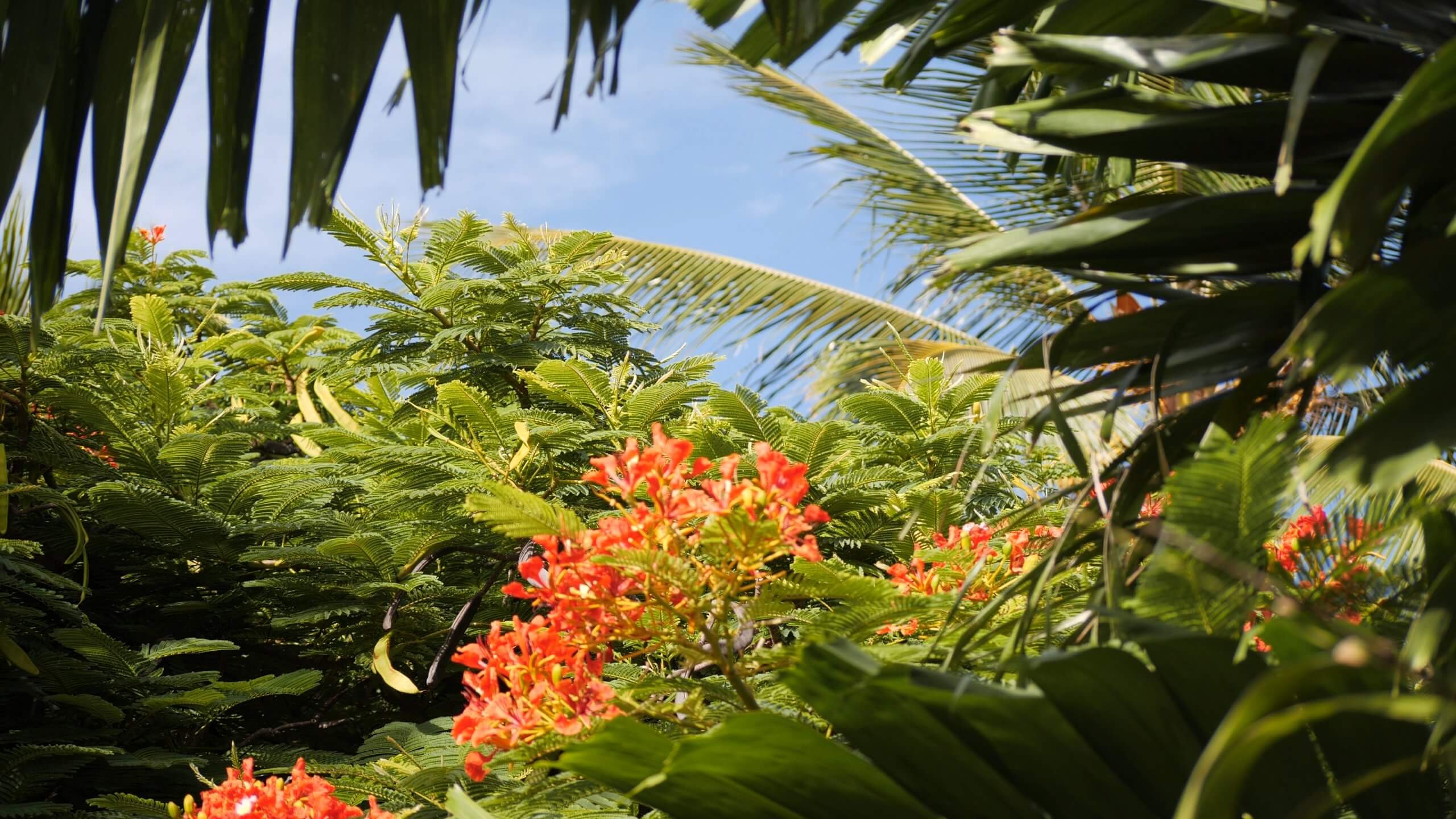 BT_Kauai_Screenshot_21