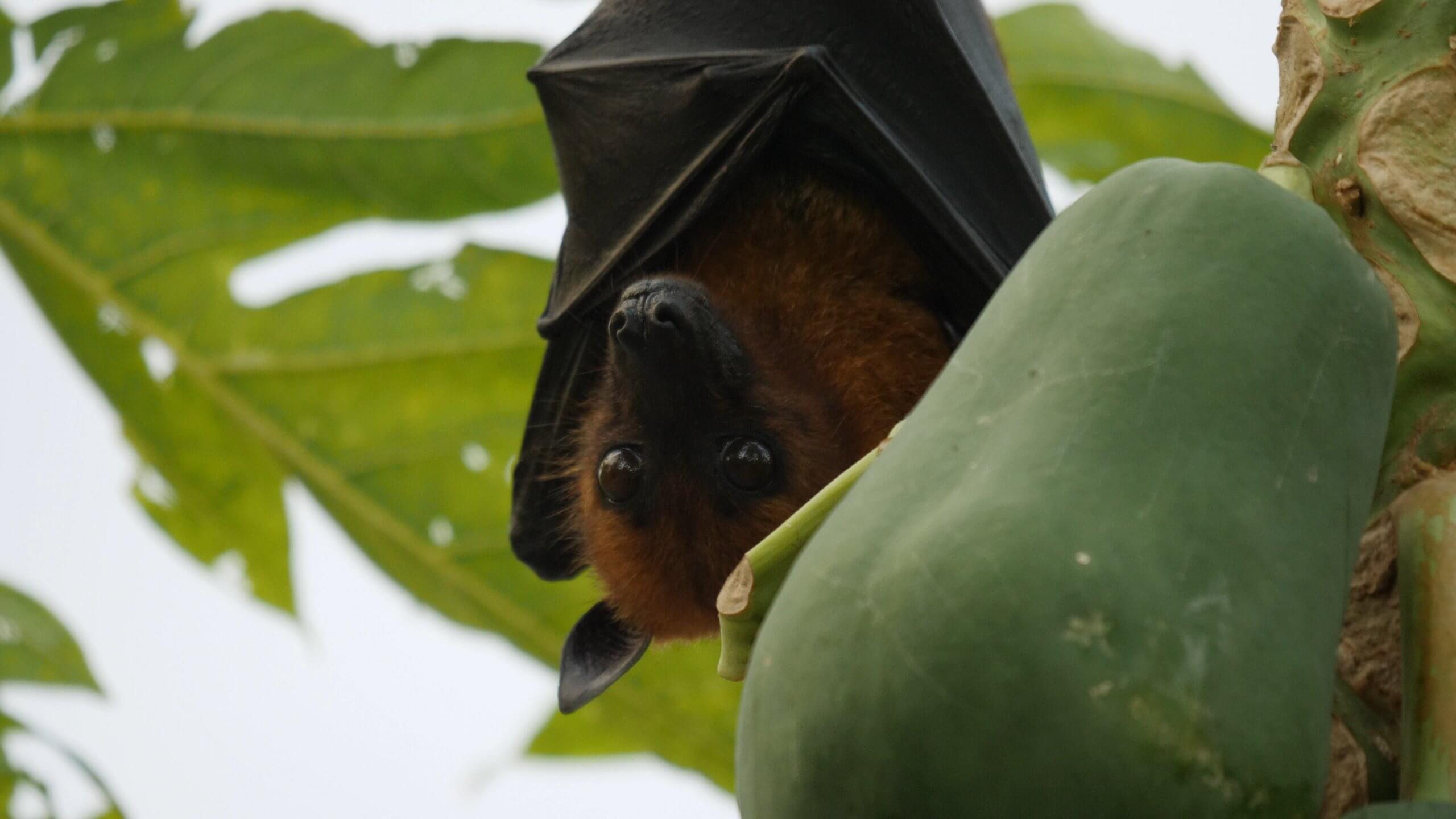 BT_Maldives_Screenshot_29