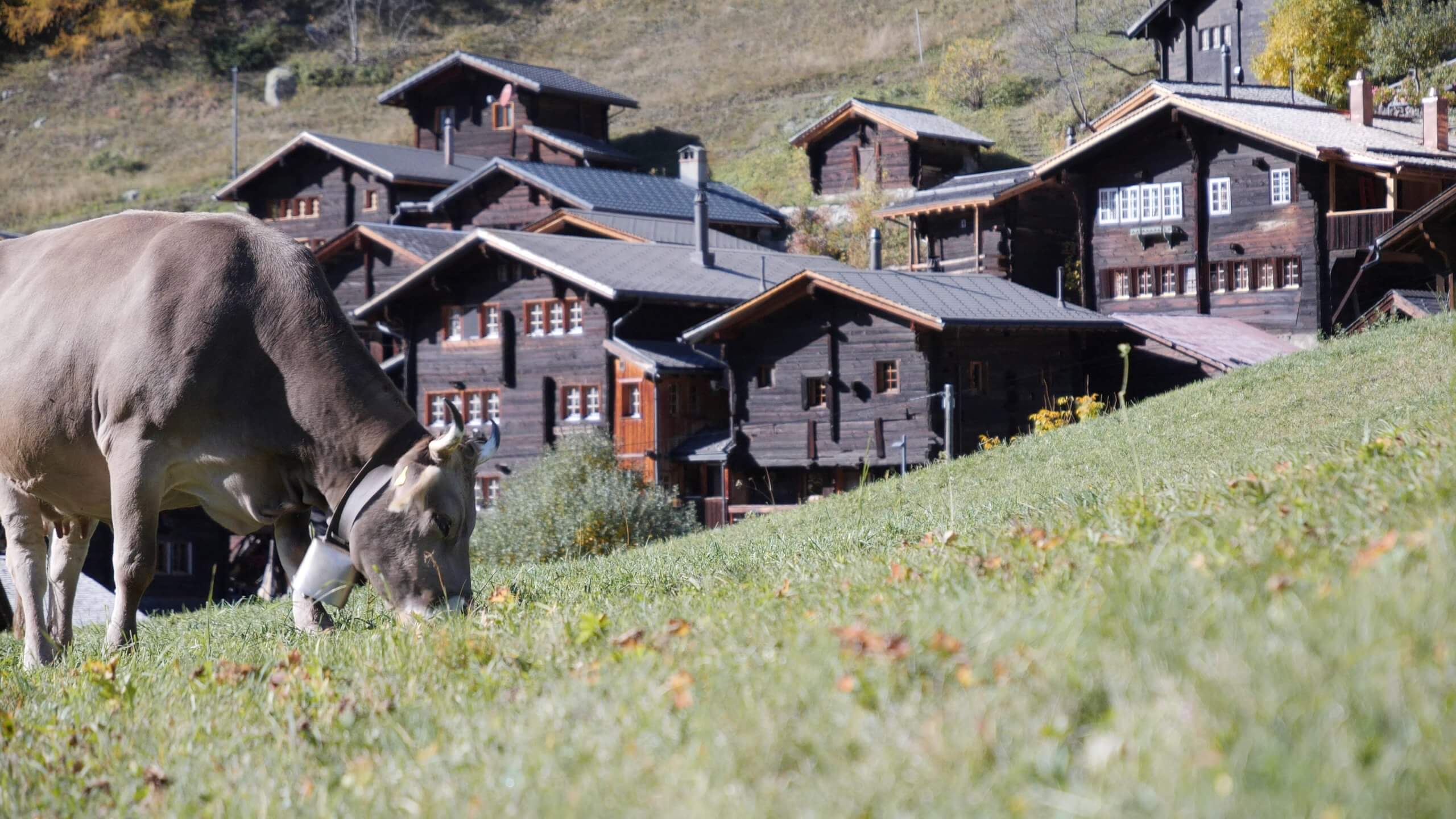 BT_Switz_Screenshot_3