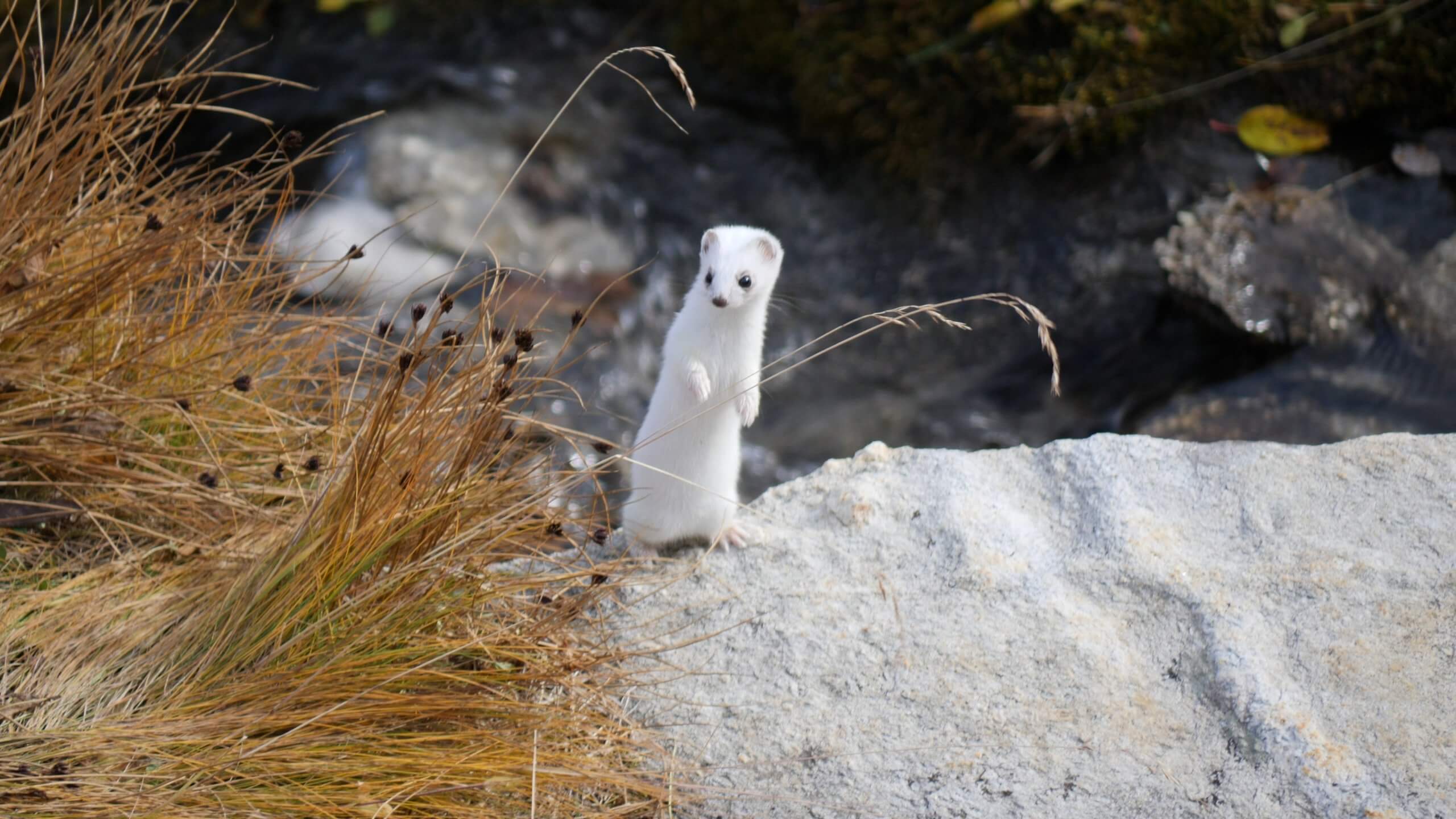 BT_Switz_Screenshot_9